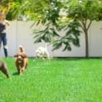 Artificial Turf for Dogs in Colorado Springs: 5 Most Common Questions Answered
