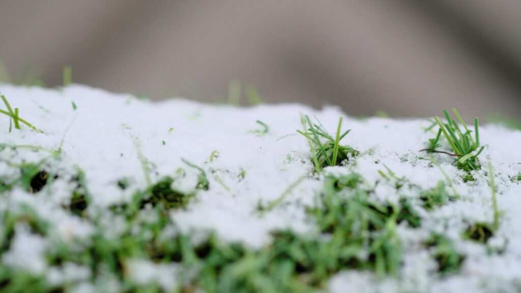Winter Maintenance Artificial Turf