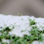 Preparing Your Colorado Springs Lawn for Winter with Artificial Turf