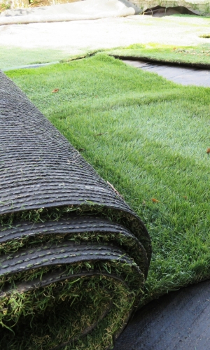 Turf Types Colorado Springs