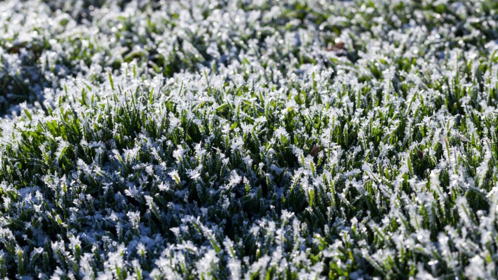 year-round artificial grass