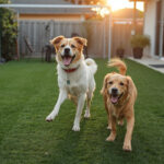 Why Drainage Matters: How Artificial Turf Performs in Colorado Springs Weather