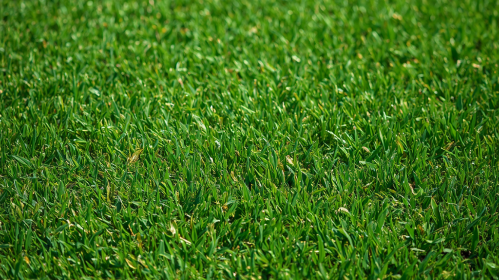 Artificial Turf Installation Colorado Springs